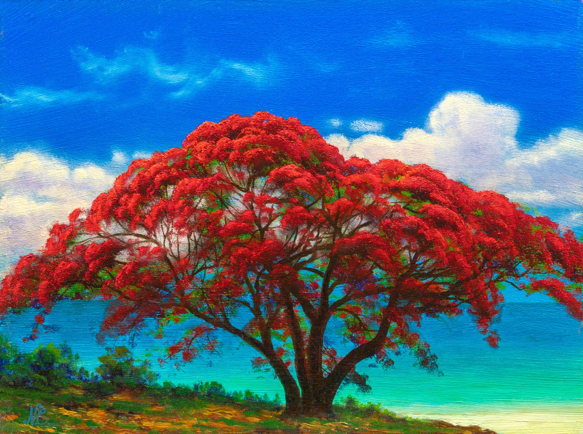 beauty of the Poinciana, original oil painting by Nathan Clements